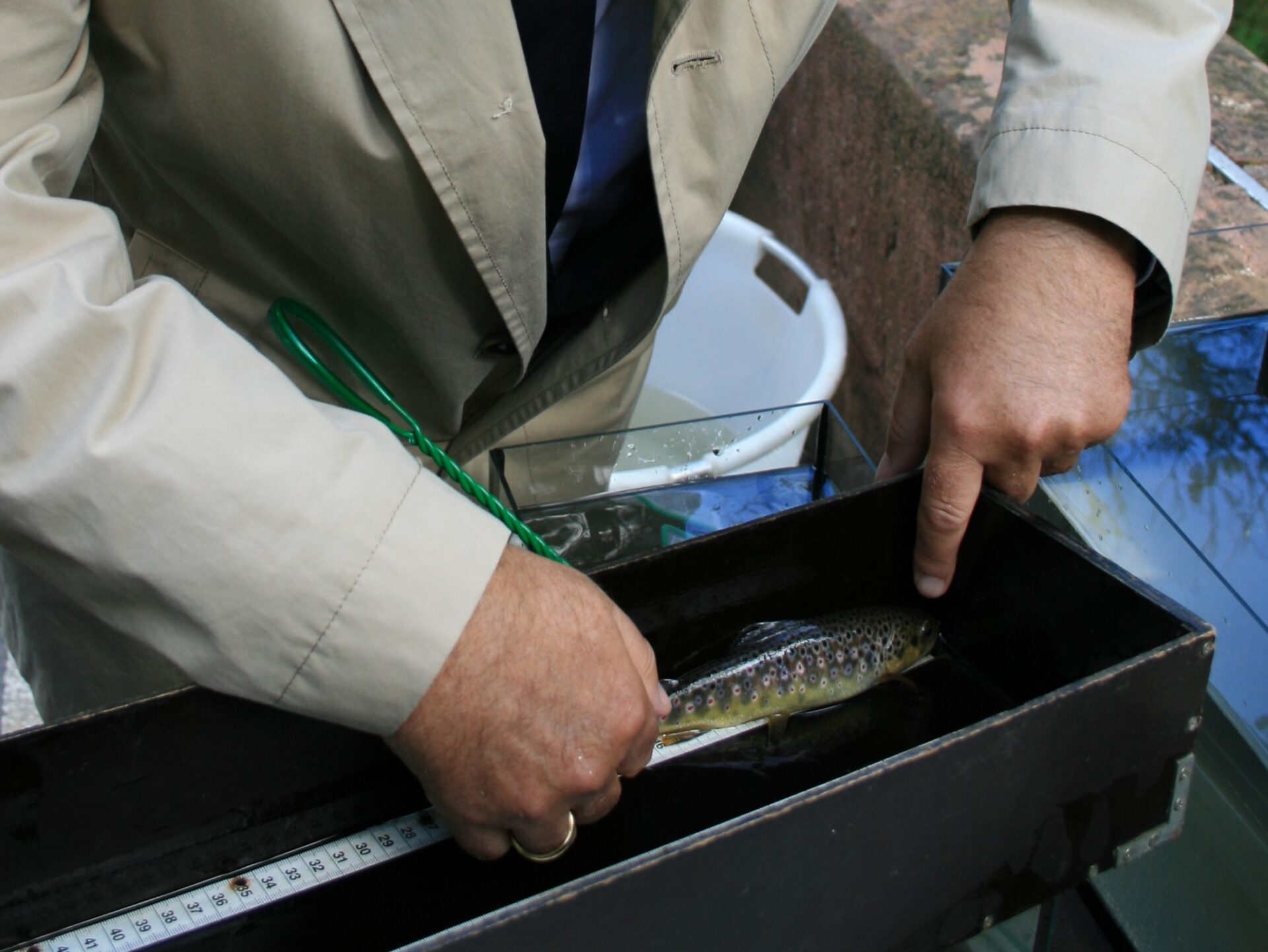 Sorgfältig werden die gefangenen Fische vermessen, hier eine Bachforelle.