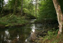 Nur noch wenige Gewässer in Süddeutschland haben ein so ursprüngliches Flair wie die Hafenlohr. Hier ereignete sich vor einem halben Jahr ein Ölunfall.