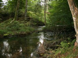 Nur noch wenige Gewässer in Süddeutschland haben ein so ursprüngliches Flair wie die Hafenlohr. Hier ereignete sich vor einem halben Jahr ein Ölunfall.