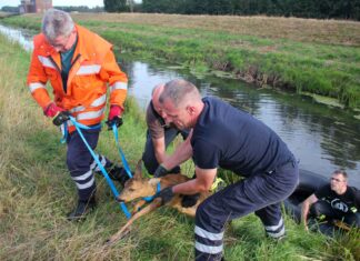 Ufer zu steil: Aus dem Luciekanal konnte sich das Reh aus eigener Kraft nicht mehr retten. Bild: Freiwillige Feuerwehr SG Lüchow