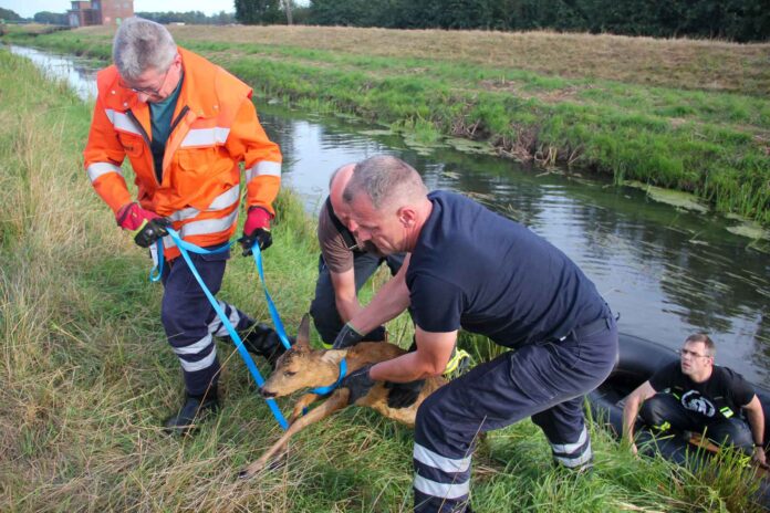 Ufer zu steil: Aus dem Luciekanal konnte sich das Reh aus eigener Kraft nicht mehr retten. Bild: Freiwillige Feuerwehr SG Lüchow