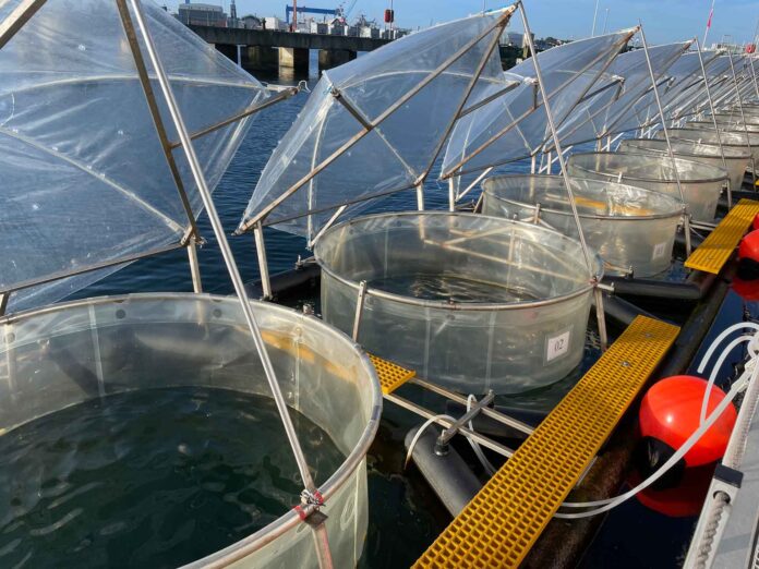 In Testbecken, sogenannten Mesokosmen, wird in der Kieler Förde untersucht, wie sich die Zugabe von Gesteinsmehl auf die Meeresökologie auswirkt. Foto: Ulf Riebesell, GEOMAR