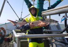 Störnachweis in der Elbe: Laichbereiter Europäischer Stör in der Elbmündung bei Cuxhaven aus dem Frühling 2021. Fischer Jann-Tjado Gosselaar konnte ihn lebend zurücksetzen. Bild: Jann-Tjado Gosselaar/IGB