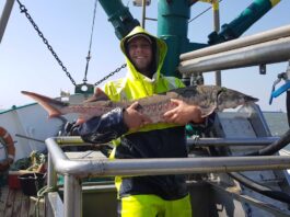 Störnachweis in der Elbe: Laichbereiter Europäischer Stör in der Elbmündung bei Cuxhaven aus dem Frühling 2021. Fischer Jann-Tjado Gosselaar konnte ihn lebend zurücksetzen. Bild: Jann-Tjado Gosselaar/IGB