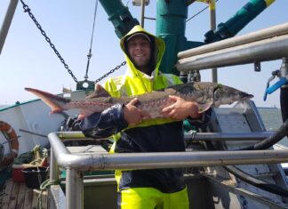 Störnachweis in der Elbe: Laichbereiter Europäischer Stör in der Elbmündung bei Cuxhaven aus dem Frühling 2021. Fischer Jann-Tjado Gosselaar konnte ihn lebend zurücksetzen. Bild: Jann-Tjado Gosselaar/IGB