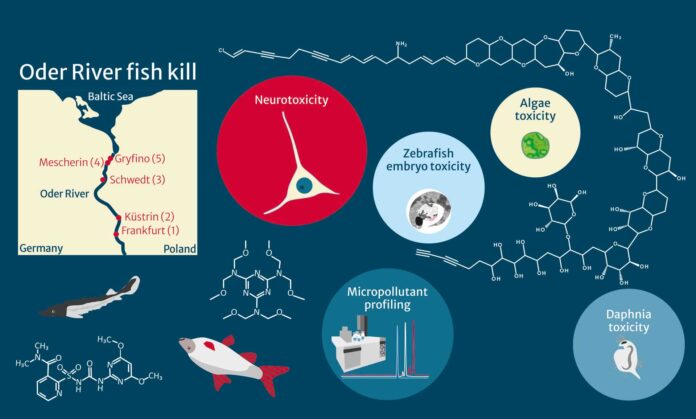 An fünf Standorten entlang der Oder wurden Wasserproben genommen und vergiftete Fische untersucht, dazu die Wirkung der vorhandenen Mikroschadstoffe untersucht. Bild: Annika Jahnke / UFZ
