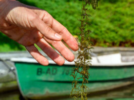 Wasserpflanzen zu entfernen, bringt nicht immer einen Nutzen. Bild: David Ausserhofer, IGB