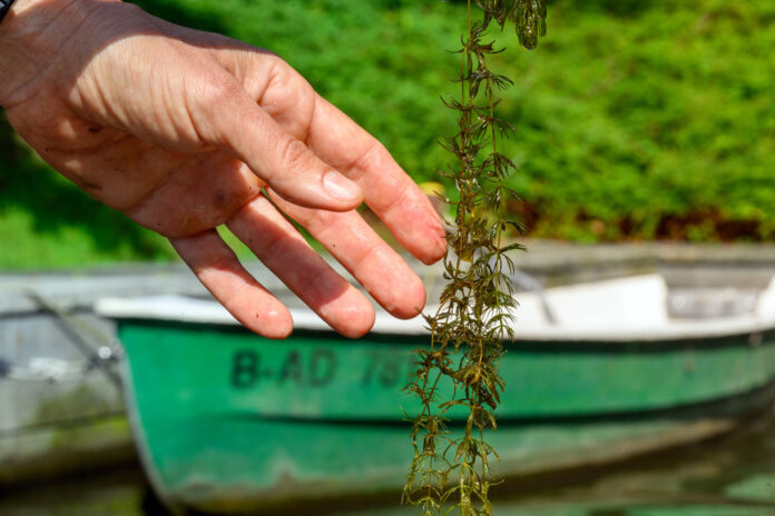 Wasserpflanzen zu entfernen, bringt nicht immer einen Nutzen. Bild: David Ausserhofer, IGB