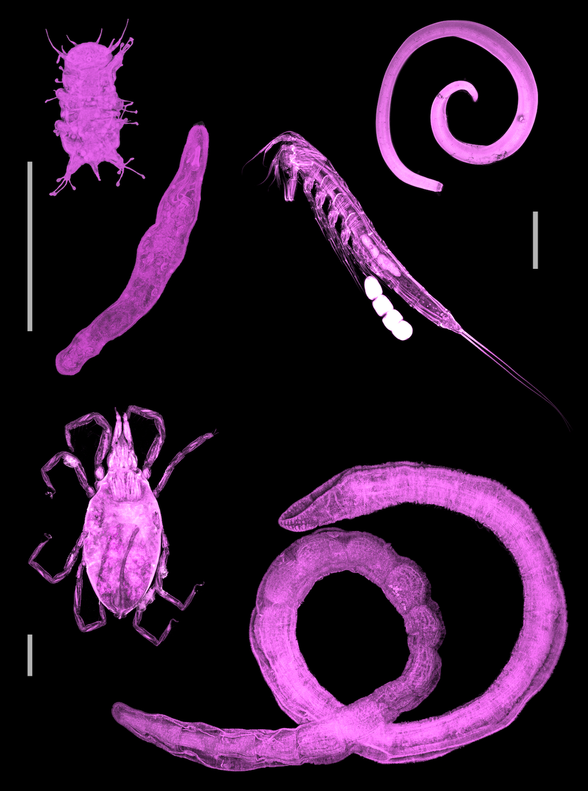 Winzige Organismen aus dem Sand. Oben links: Bärtierchen, Plattwurm. Oben rechts: Ruderfußkrebs, Fadenwurm. Unten von links: Meeresmilbe, Ringelwurm. Maßstäbe jeweils 0,1 mm. Bild: Iryna Kapshyna, Olena Uzun, Tobias Fischer