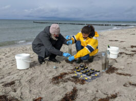 246 Sedimentproben aus dem Spülsaum des Ahrenshooper Strands wurden im Labor untersucht. Bild: Leon Hoffman