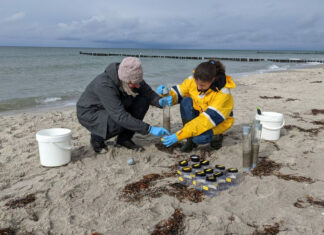 246 Sedimentproben aus dem Spülsaum des Ahrenshooper Strands wurden im Labor untersucht. Bild: Leon Hoffman