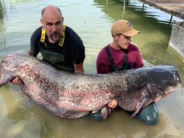 95-Kilo-Wels aus dem Pilsensee: Fänger Timon Kosian (rechts) präsentiert mit seinem Vater Stefan den Urian. Bild: Sportex/privat