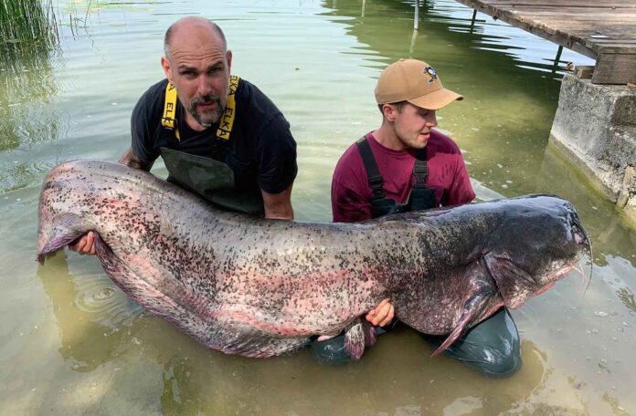 95-Kilo-Wels aus dem Pilsensee: Fänger Timon Kosian (rechts) präsentiert mit seinem Vater Stefan den Urian. Bild: Sportex/privat