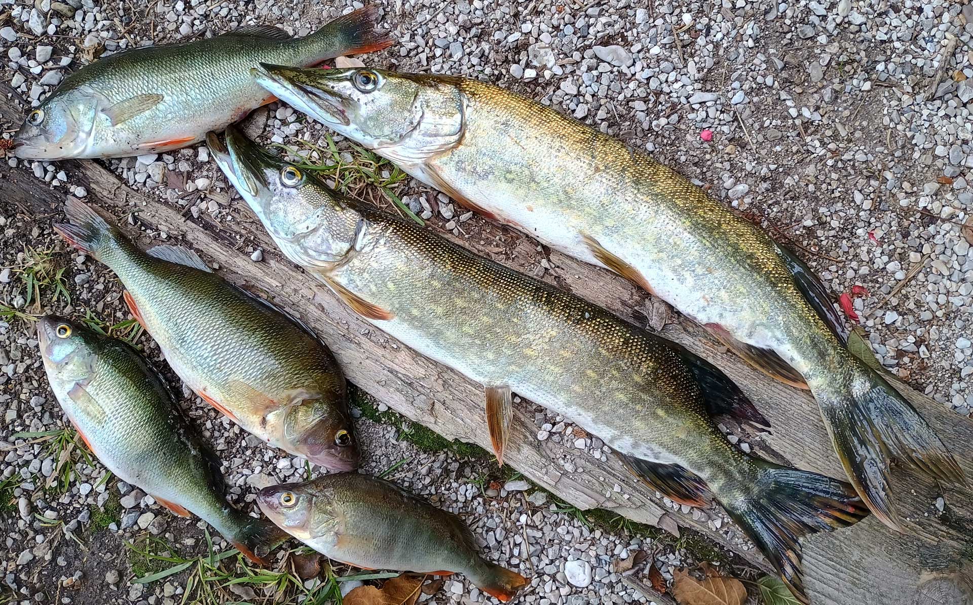 Bunte Raubfischstrecke aus Hechten und Barschen: Das Abendessen ist mehr als gesichert.