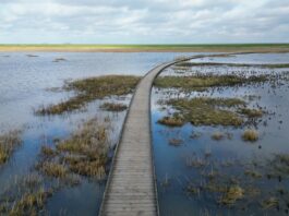 Der Holzbohlenweg im Langwarder Groden schwebt über dem Wasser. Es ist Flut und die Nordsee reicht bis zum Rande des Stegs. Foto: Tourismus-Service Butjadingen