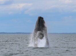 Vom Aussterben bedroht: Nordatlantischer Glattwal in der Cape Cod Bucht, Massachusetts (USA). Foto: IFAW