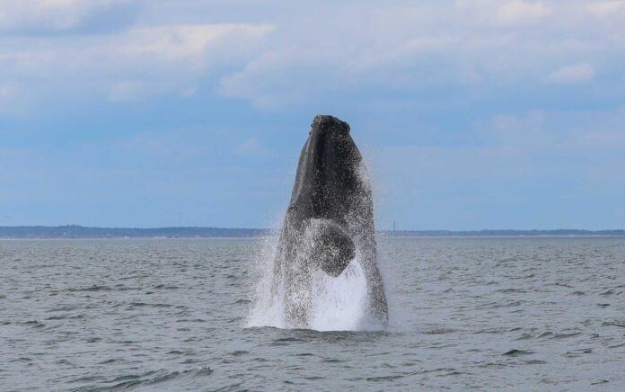 Vom Aussterben bedroht: Nordatlantischer Glattwal in der Cape Cod Bucht, Massachusetts (USA). Foto: IFAW