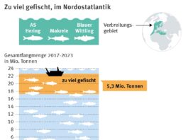 Neue Daten offenbaren starken Rückgang der Herings- und Makrelenbestände im Nordostatlantik: 5,3 Millionen Tonnen Fisch hätten bei nachhaltiger Befischung im Meer bleiben müssen - das sind 23% aller Fänge von Herings, Makrelen und Blauem Wittling in den letzten sieben Jahren. Bild: Marine Stewardship Council (MSC)