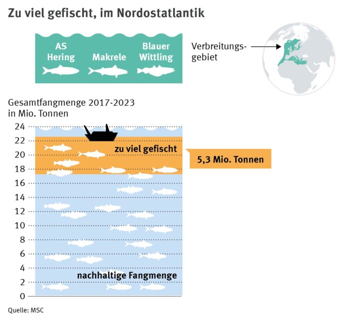 Neue Daten offenbaren starken Rückgang der Herings- und Makrelenbestände im Nordostatlantik: 5,3 Millionen Tonnen Fisch hätten bei nachhaltiger Befischung im Meer bleiben müssen - das sind 23% aller Fänge von Herings, Makrelen und Blauem Wittling in den letzten sieben Jahren. Bild: Marine Stewardship Council (MSC)