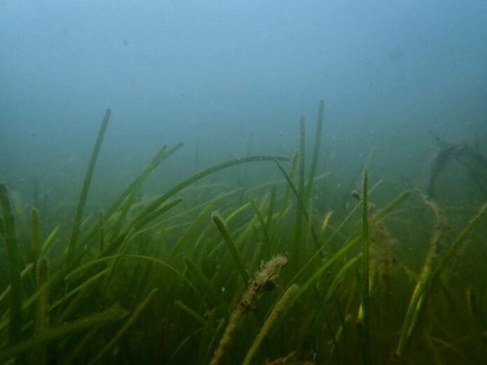 Die Mikroben auf gesunden Seegrasblättern wirken antibiotisch und können gefährliche Krankheitserreger effektiv reduzieren. Foto: Jana Schuster, Uni Oldenburg