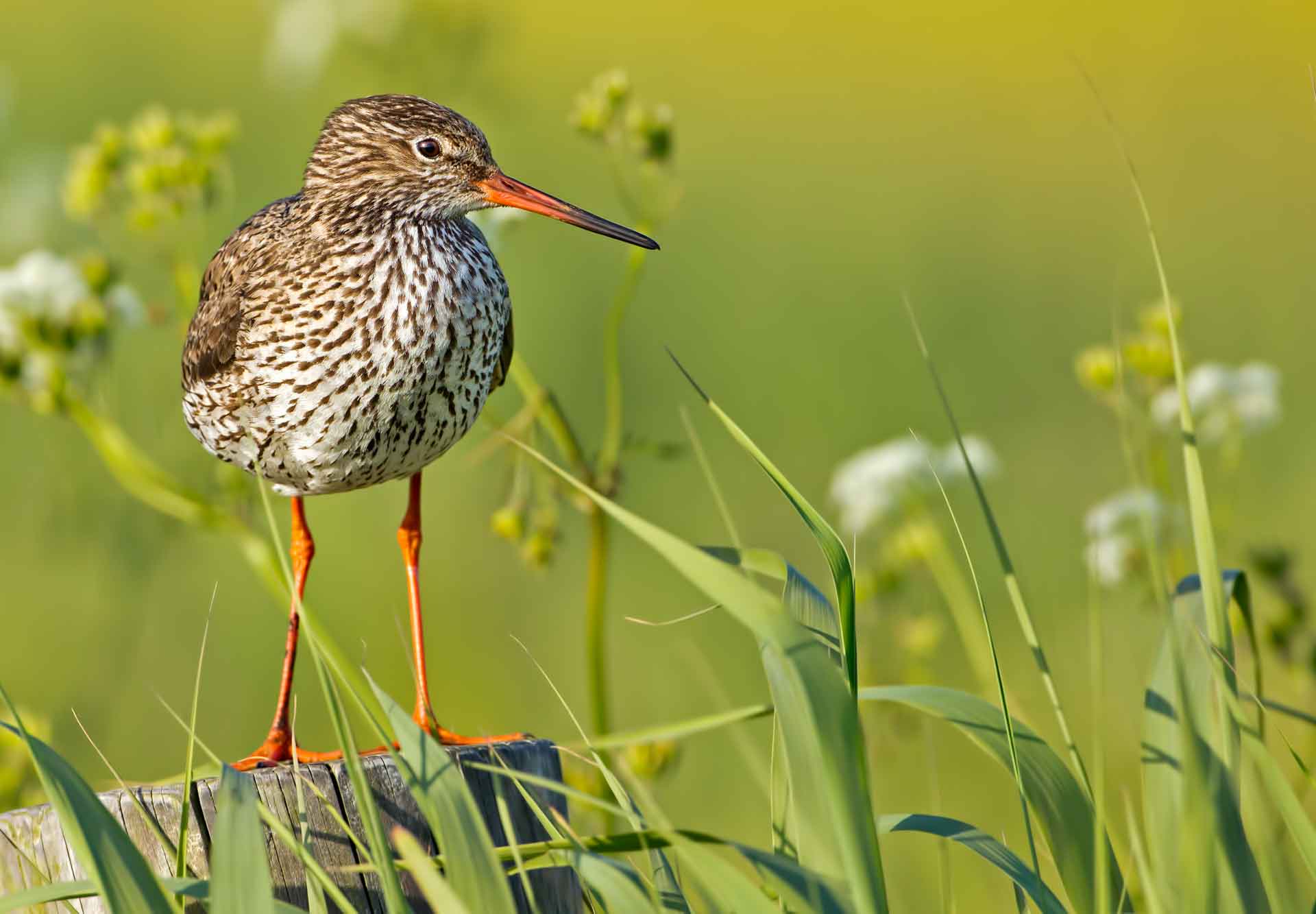 Der Rotschenkel gehört zu den Arten, die auf ihrem Flug Richtung Mittelmeer und Afrika an den Kleingewässern der Vechteaue rasten. Deutschlandweit gilt er als stark gefährdet. Foto: Thomas Hinsche