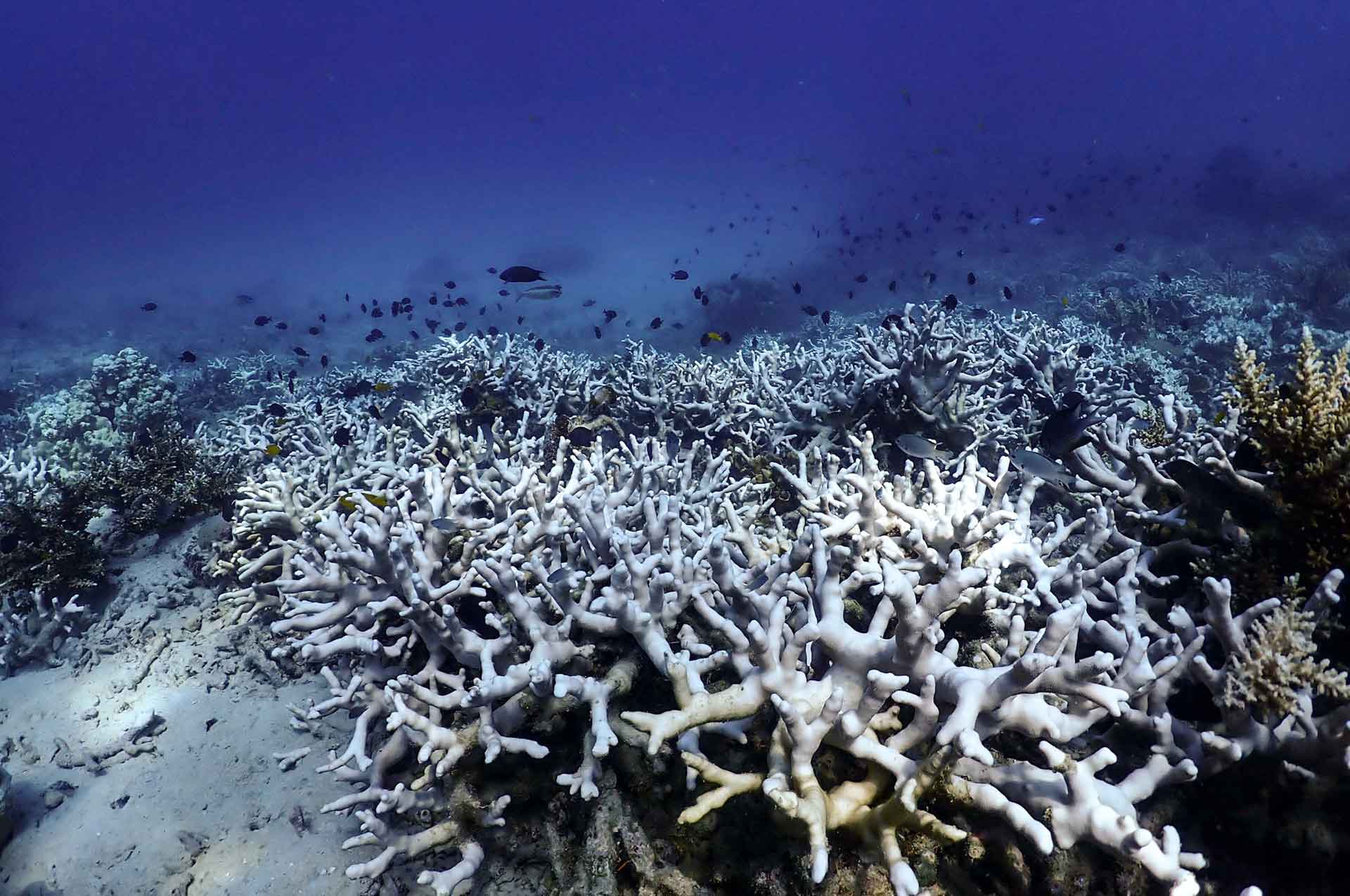 Korallenbleiche: Die Korallen verfärben sich milchig weiß und sterben an Nährstoffmangel. Bild: Sebastian Szereday, Coralku, Malaysia