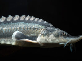 Die Störart Hausen ist die größte Süßwasserfischart Europas und kann über 6 Meter lang und eine Tonne schwer werden. Bild: C. Ratschan