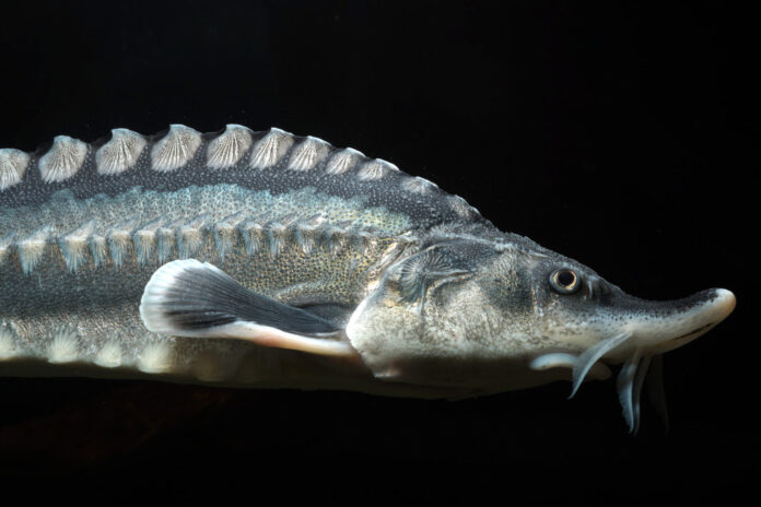 Die Störart Hausen ist die größte Süßwasserfischart Europas und kann über 6 Meter lang und eine Tonne schwer werden. Bild: C. Ratschan