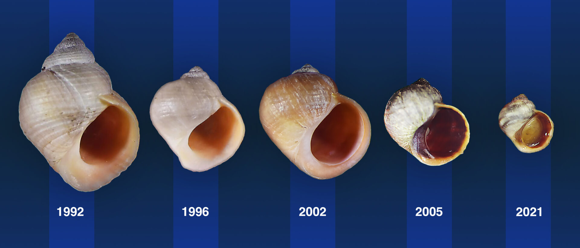 In nur 30 Jahren veränderten die Schnecken auf der Felseninsel ihre Form. Die ursprünglichen großen Krabbenschnecken (links) wurden zu dort ursprünglich ansässigen kleineren Wellenschnecken (rechts). Bild: Kerstin Johanne, ISTA