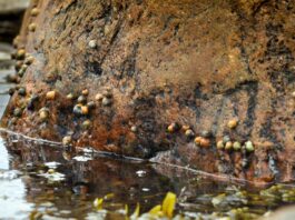 Schwedische Meeresschnecken der Art Littorina saxatilis bilden je nach Lebensraum verschiedene Formen aus. Bild: Daria Shipilina