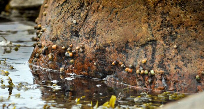 Schwedische Meeresschnecken der Art Littorina saxatilis bilden je nach Lebensraum verschiedene Formen aus. Bild: Daria Shipilina