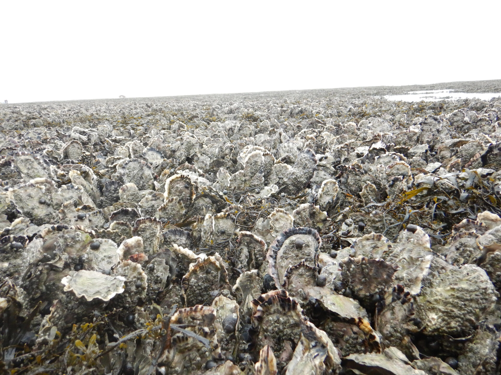 Die vom Menschen eingeführte Pazifische Auster hat in der Nordsee die heimischen Miesmuschelbänke verdrängt und große Austernriffe gebildet. Bild: C. J. Hitzegrad