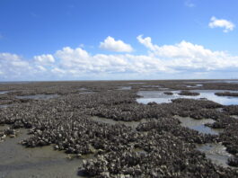 Das Kaiserbalje-Austernriff im Nationalpark Niedersächsisches Wattenmeer dient als natürlicher Wellenbrecher. Bild: C. J. Hitzegrad