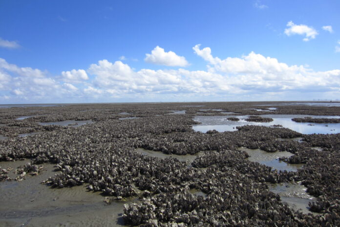 Das Kaiserbalje-Austernriff im Nationalpark Niedersächsisches Wattenmeer dient als natürlicher Wellenbrecher. Bild: C. J. Hitzegrad