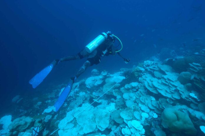 Eine Forschungstaucherin dokumentiert das Ausmaß der Korallenbleiche in 32 Metern Tiefe. Bild: Mark Rohr