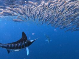 Erfolgreicher durch Gruppenjagd: Gestreifter Marlin greift einen Beuteschwarm an. Bild: Matthew Hansen/IGB