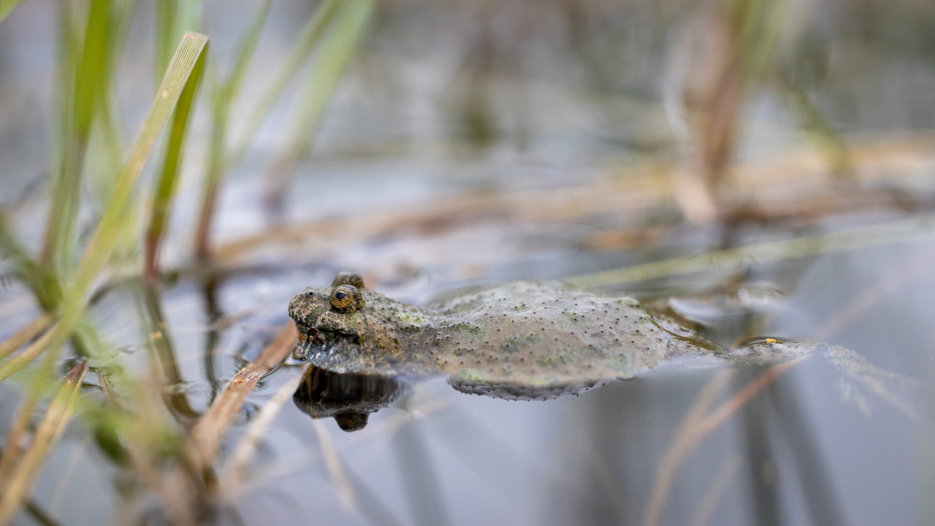 Auch die seltenen Rotbauchunken leben in den Kleingewässern der Döberitzer Heide. Bild: Ingolf König