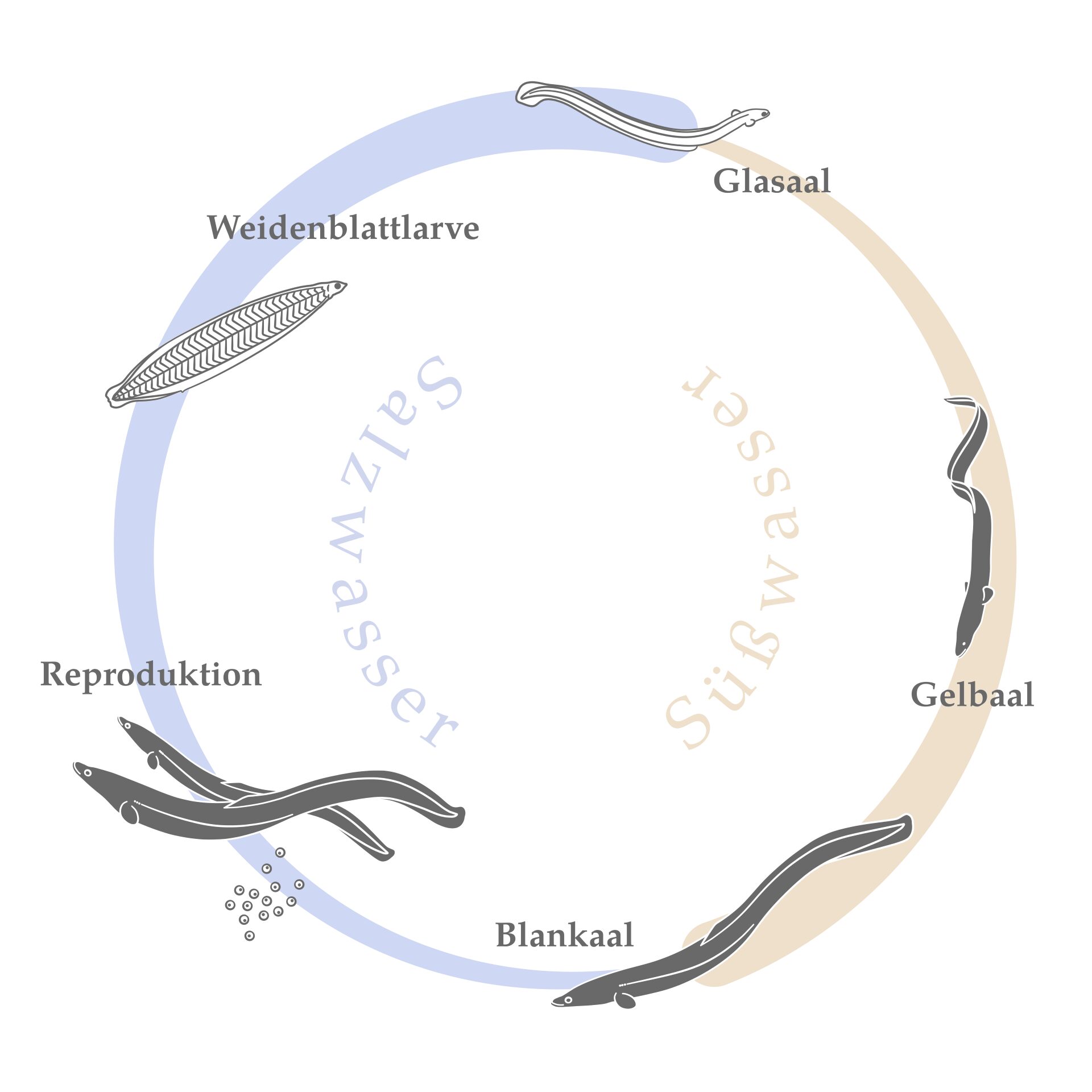 Der Lebenszyklus des Europäischen Aals. Bild: DAFV, cc by nc nd by Benjamin Stein (FeineFauna)