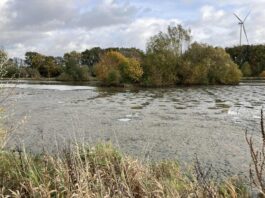 Eichholzbeek-Teich im Nettetal wird abgelassen, damit sich der Faulschlamm an der Luft abbauen kann. Bild: Heinz Sielmann Stiftung