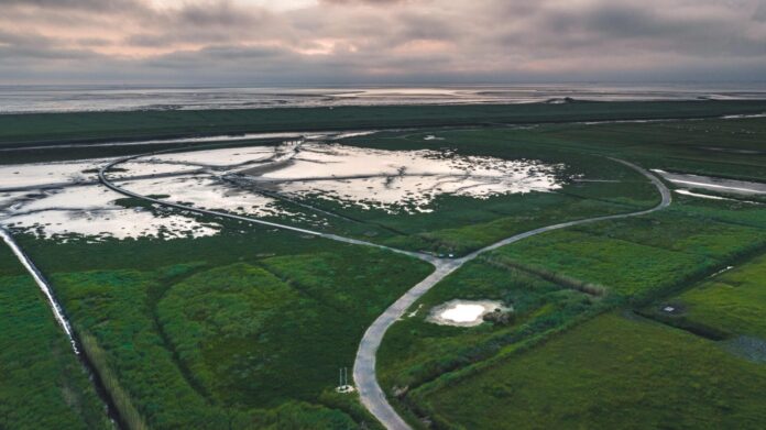 Bei Flut werden die Salzwiesen des Langwarder Groden vom Meer überspült. In der Ferne, hinter dem Sommerdeich, liegt das UNESCO Weltnaturerbe Niedersächsisches Wattenmeer. Foto: Alex K. Media