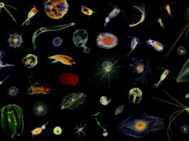 Werden zukünftig von künstlicher Intelligenz (KI) erfasst und bestimmt: Plankton-Organismen aus dem Nordatlantik. Bild: Hereon/Klas Ove Möller