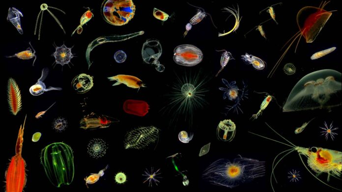 Werden zukünftig von künstlicher Intelligenz (KI) erfasst und bestimmt: Plankton-Organismen aus dem Nordatlantik. Bild: Hereon/Klas Ove Möller