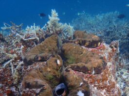 Die Riesenmuschel Tridacna gigas kann bis zu 200 kg schwer werden. Durch Überfischung ist die Art gefährdet. Bild: Mei Lin Neo