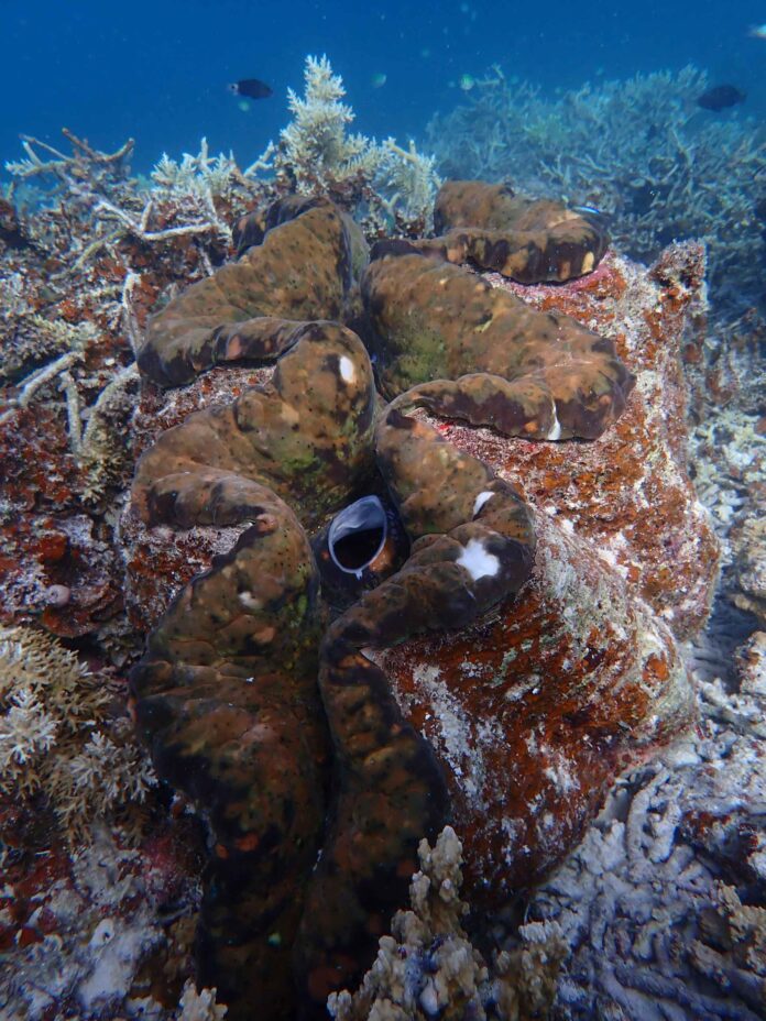 Die Riesenmuschel Tridacna gigas kann bis zu 200 kg schwer werden. Durch Überfischung ist die Art gefährdet. Bild: Mei Lin Neo