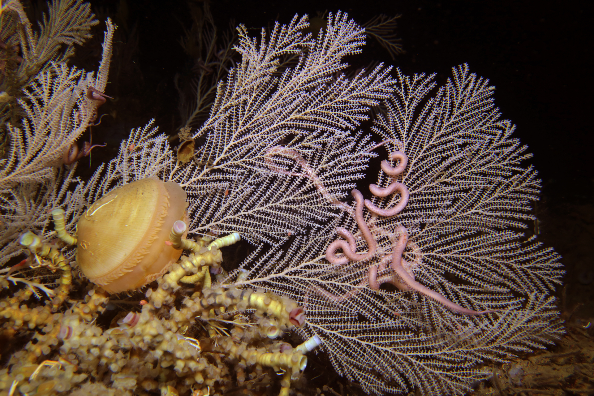 Diese Lebensgemeinschaft mit Tiefseekorallen wurde in einer Tiefe von 624 Metern im Mississippi-Canyon entdeckt. Bild: Creative Commons CC0 1.0 Ecogig Consortium