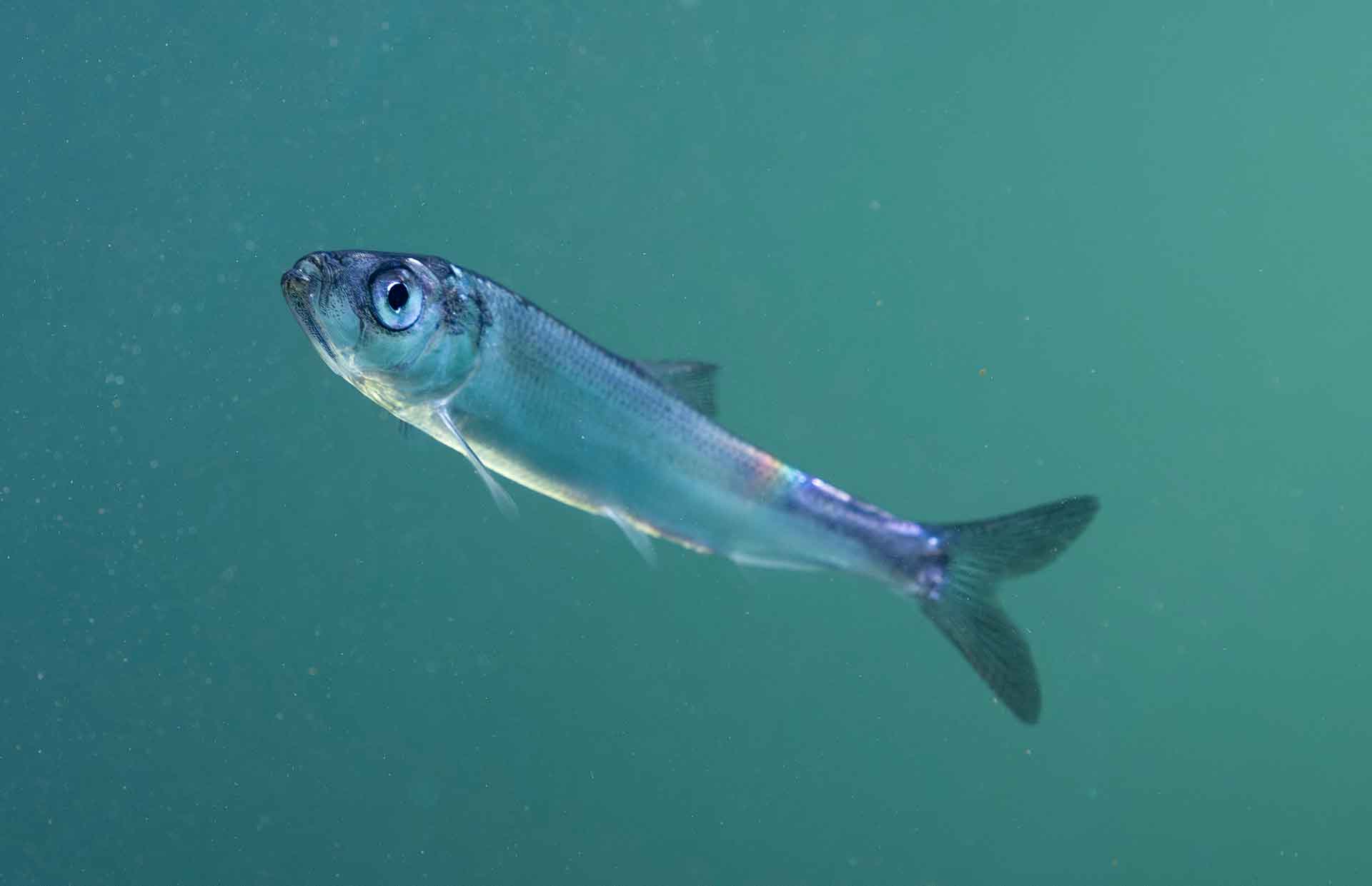 Aus fünf Millimeter langen Heringslarven werden innerhalb eines Jahres rund zehn Zentimeter lange Jungtiere. Foto: Ture Tempelmann