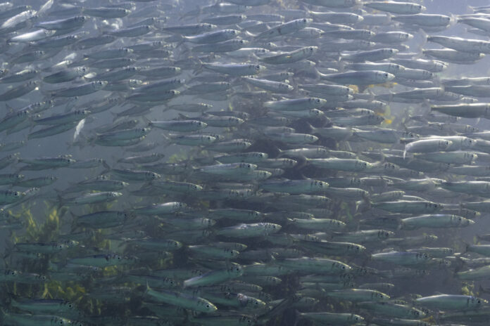 Riesige Schwärme von Heringslarven vor Helgoland. In der westlichen Ostsee nehmen die Bestände jedoch stark ab. Foto: Ture Tempelmann