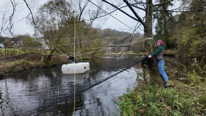 Mit gespannten Netzen und Schnüren sollen Fische in ihren Winterquartieren vor Kormoranen geschützt werden. Bild: Universität Koblenz/Stefan Tanneberg