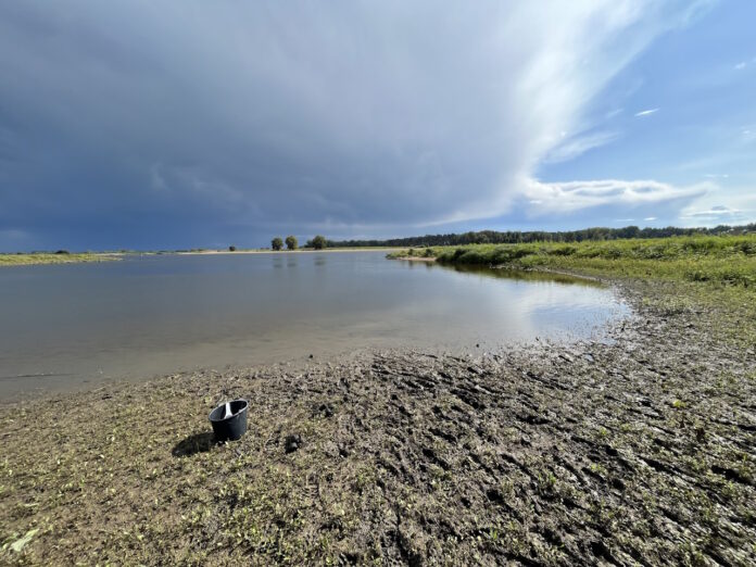 Beprobung von frisch abgelagertem Sediment in einem Buhnenfeld der Elbe (Fluss-km 477, Nähe Schnackenburg) im August 2023. Bild: BfG, Jan Wiederhold