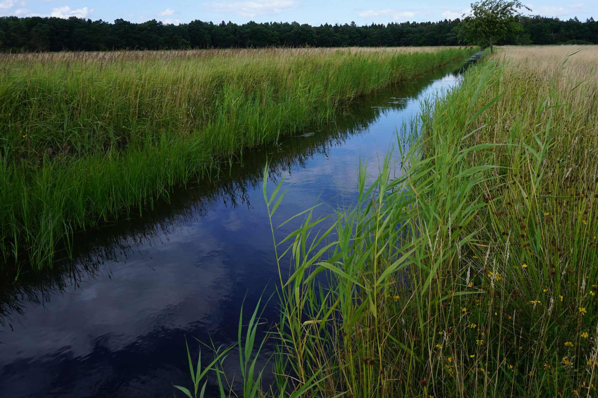 Die Wiedervernässung der Peenewiesen auf rund 300 Hektar ist ein Projekt des DBU Naturerbes gemeinsam mit der Joachim Herz Stiftung und der Zeit-Stiftung. Bild: Uwe Fuellhaas/DBU Naturerbe